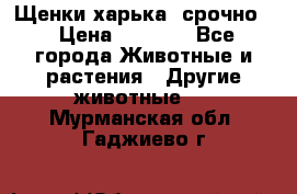 Щенки харька! срочно. › Цена ­ 5 000 - Все города Животные и растения » Другие животные   . Мурманская обл.,Гаджиево г.